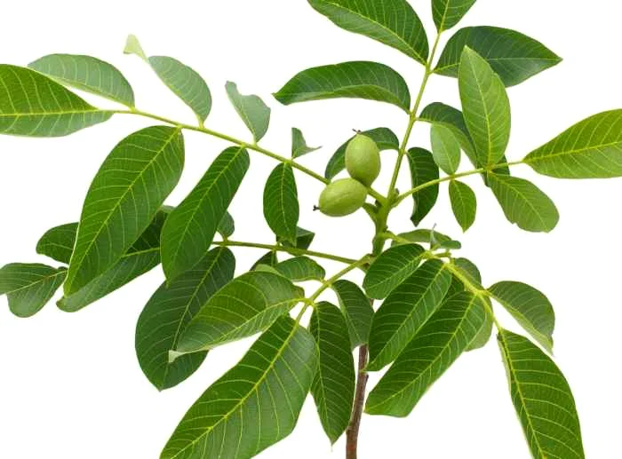 Calităţile benefice ale nucilor verzi sunt recunoscute. (Foto: Shutterstock)