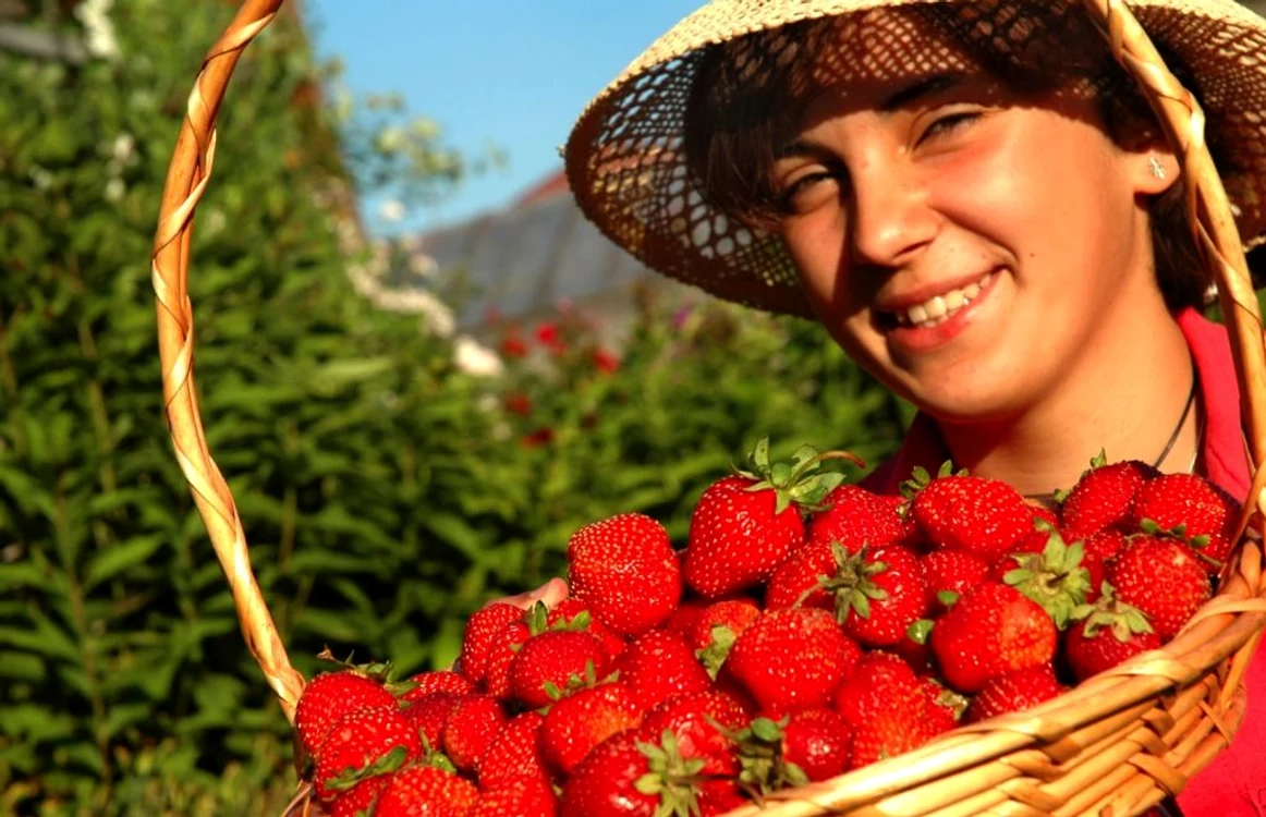 Căpşunile au multe vitamine Foto Shutterstock