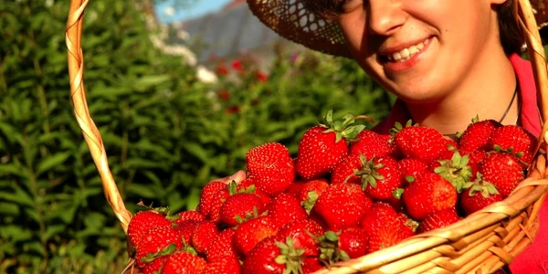 Cele mai dulci soiuri de capsuni FOTO Shutterstock
