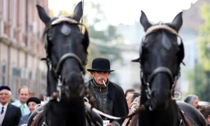 Să fii cal în România jpeg