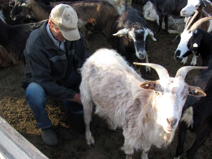 Seceta a pârjolit câmpurile