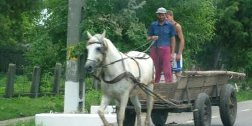 Reşiţa: Cercetat pentru vătămare corporală din cauză că nu şi-a controlat calul