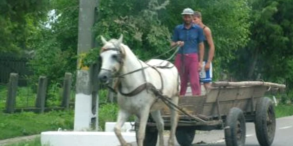 Reşiţa: Cercetat pentru vătămare corporală din cauză că nu şi-a controlat calul