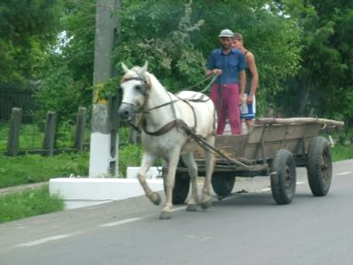 Reşiţa: Cercetat pentru vătămare corporală din cauză că nu şi-a controlat calul