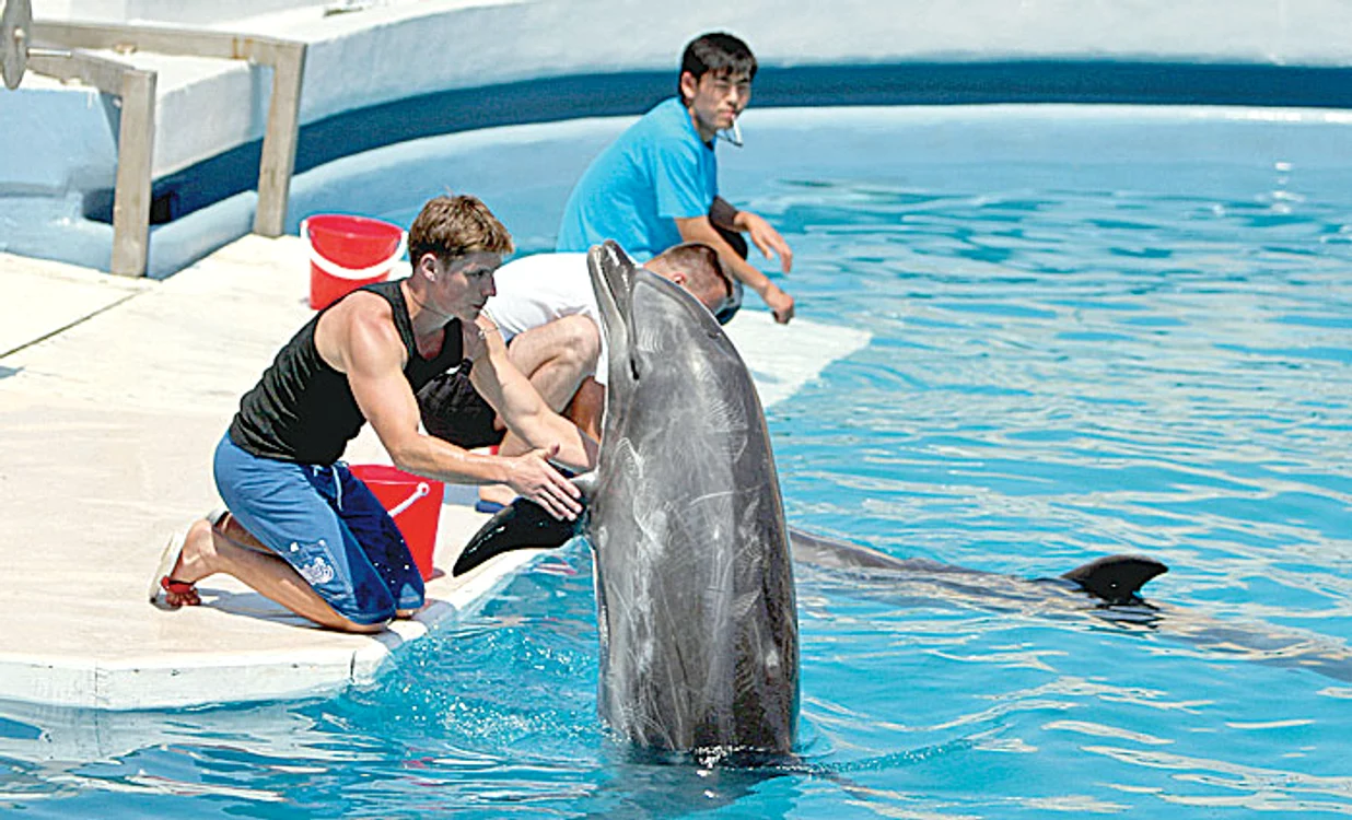 Delfinariu