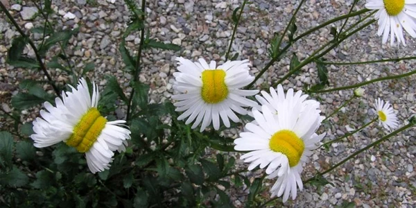 buzau