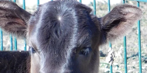 Zebu - Bos Taurus Indicus