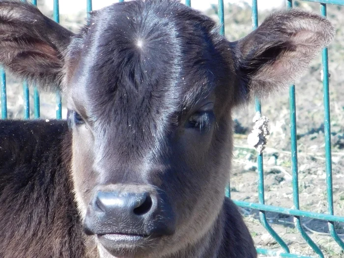 Zebu - Bos Taurus Indicus. FOTO: ZOO Târgovişte