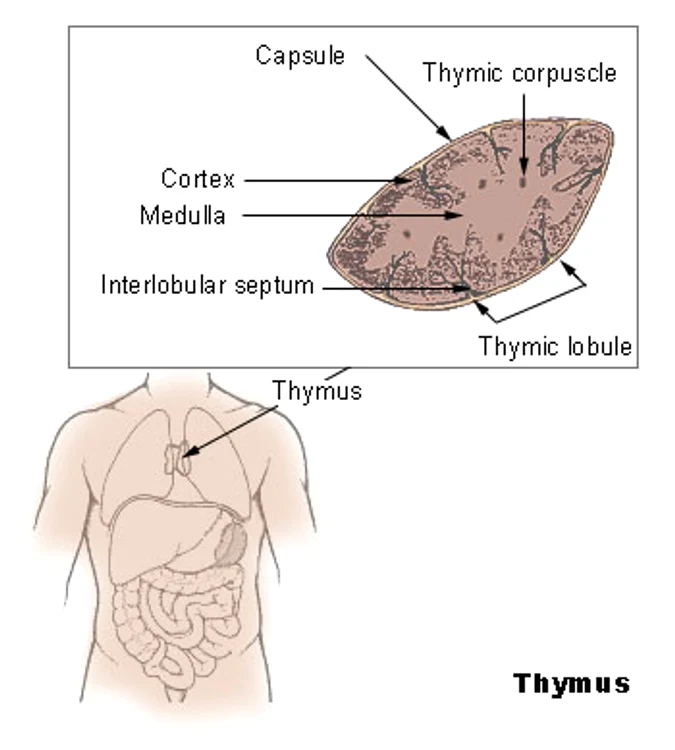 Timus. Sursa: Wikipedia