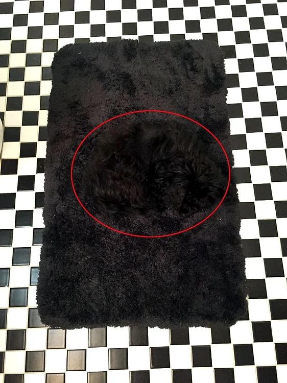 Cățelușa se camuflase perfect în covorul de baie