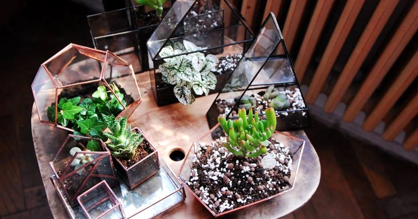 terrarium