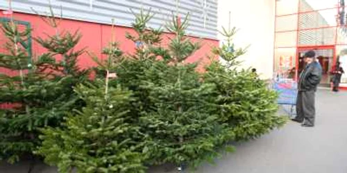 Spre deosebire de brazii în ghiveci, cei tăiaţi trăiesc maxim două săptămâni