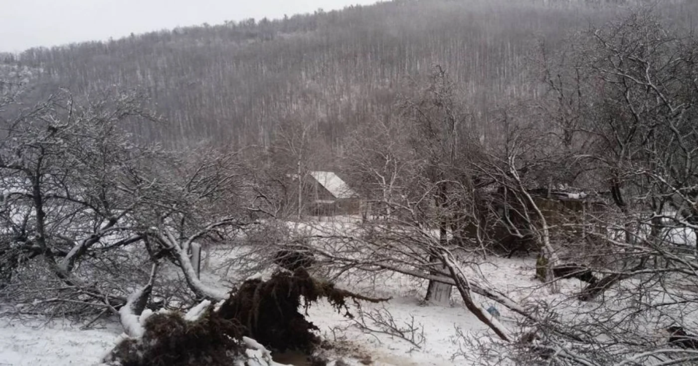 În zona de nord a judeţului vântul a smuls din rădăcină mai mulţi arbori - foto: Florin Danco