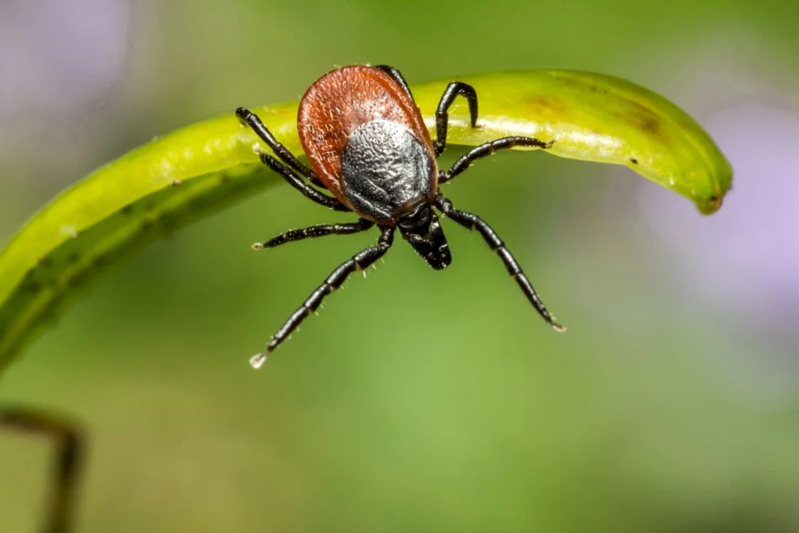 
    Căpușele pot transmite boala Lyme  