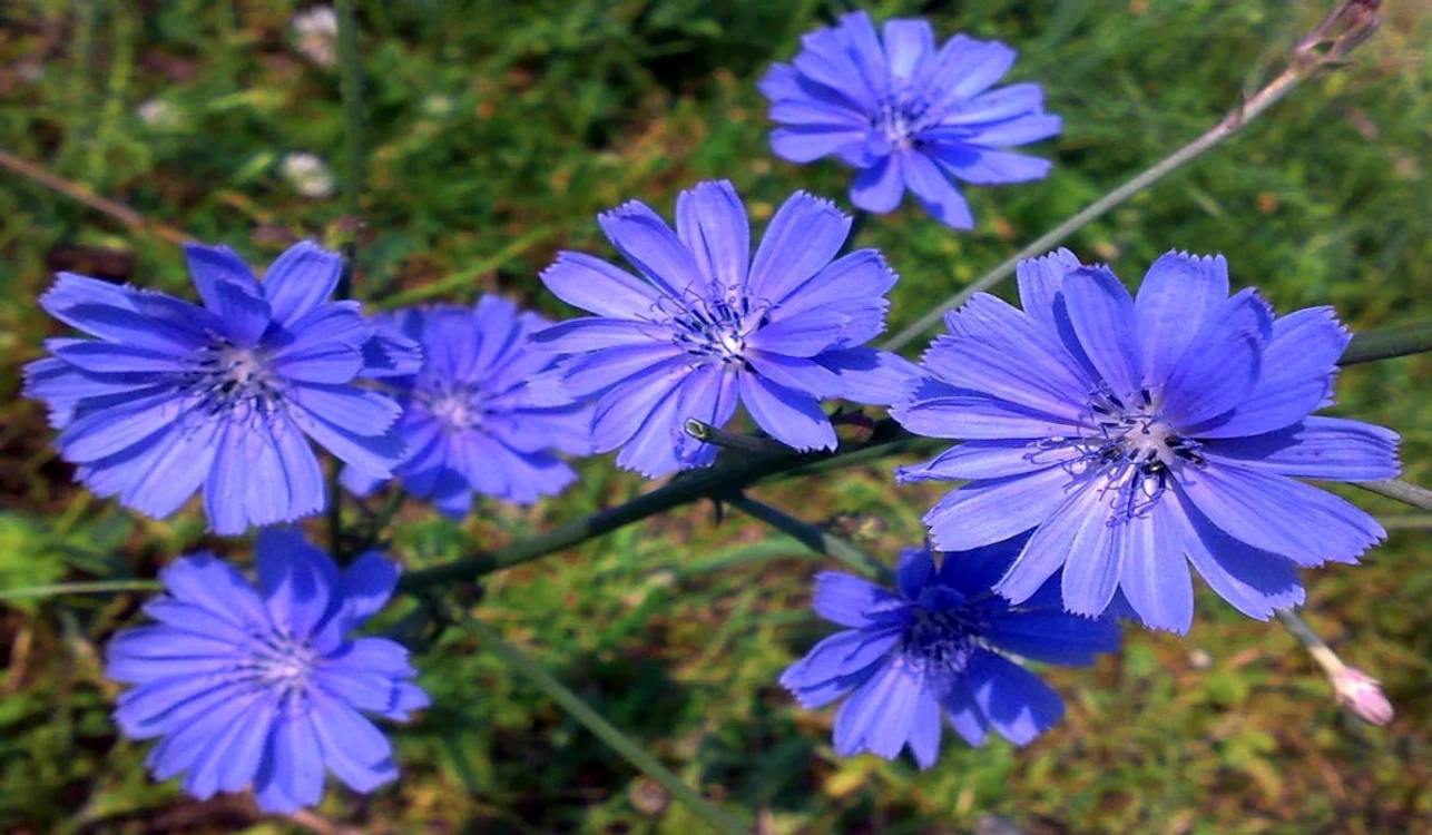 Chicory jpg jpeg