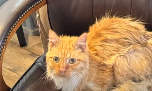 cat jpg