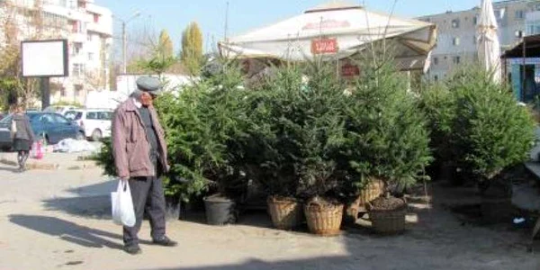 Brazii vor putea fi găsiţi la sediile ocoalelor silvice din judeţ şi la Pepiniera Valea Borcutului.
