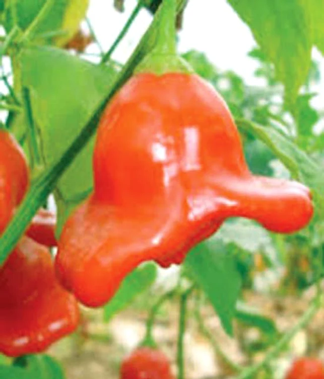 Ardeiul roşu iute caraibian este de 140 de ori mai iute decât cel obişnuit