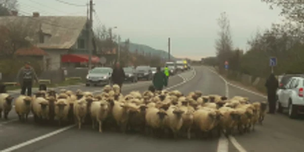 Protest al crescătorilor de animale. DN1 a fost blocat cu oi Foto Diana Frîncu