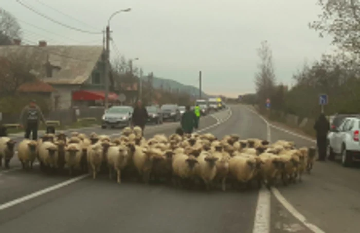 Protest al crescătorilor de animale. DN1 a fost blocat cu oi Foto Diana Frîncu