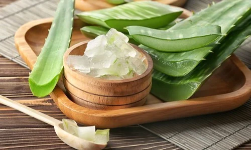 1 aloe vera jpg jpeg