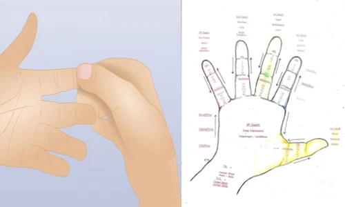 degetele mâinii şi organele jpeg