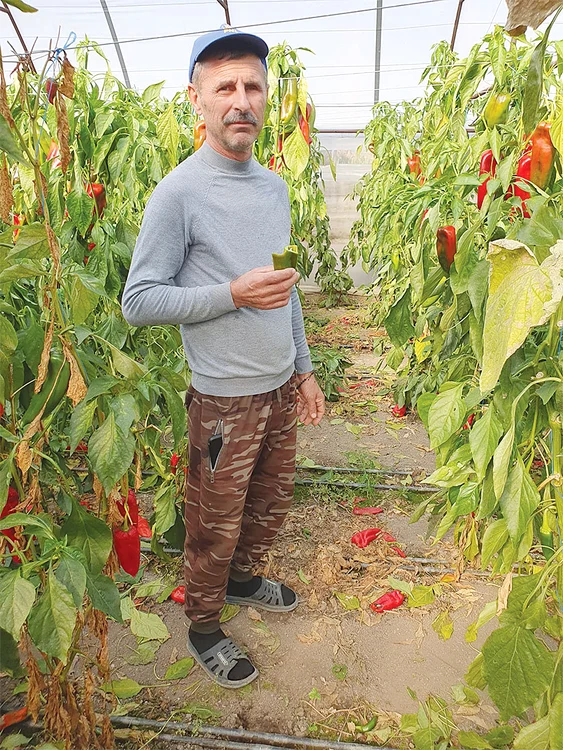 Fermierul  Gelu ne arată  ardeii  parfumați