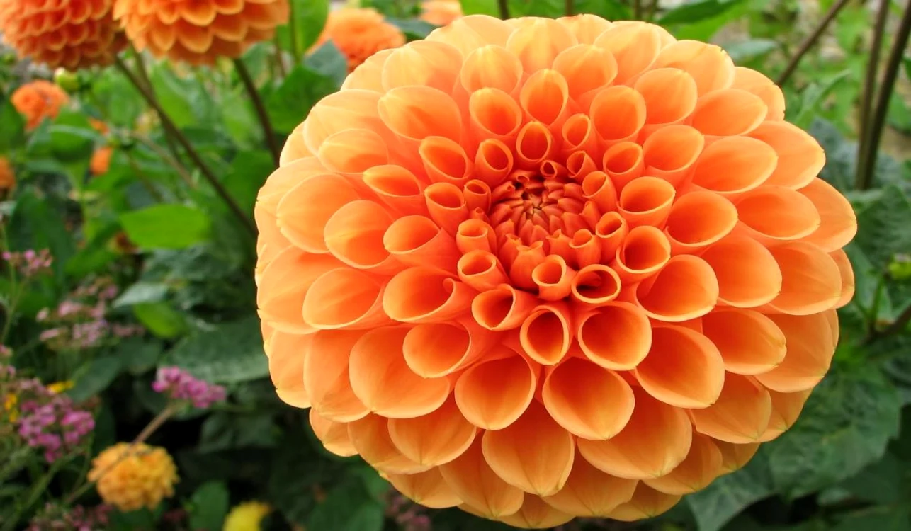 Dalia FOTO Arhivă