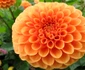Dalia jpeg