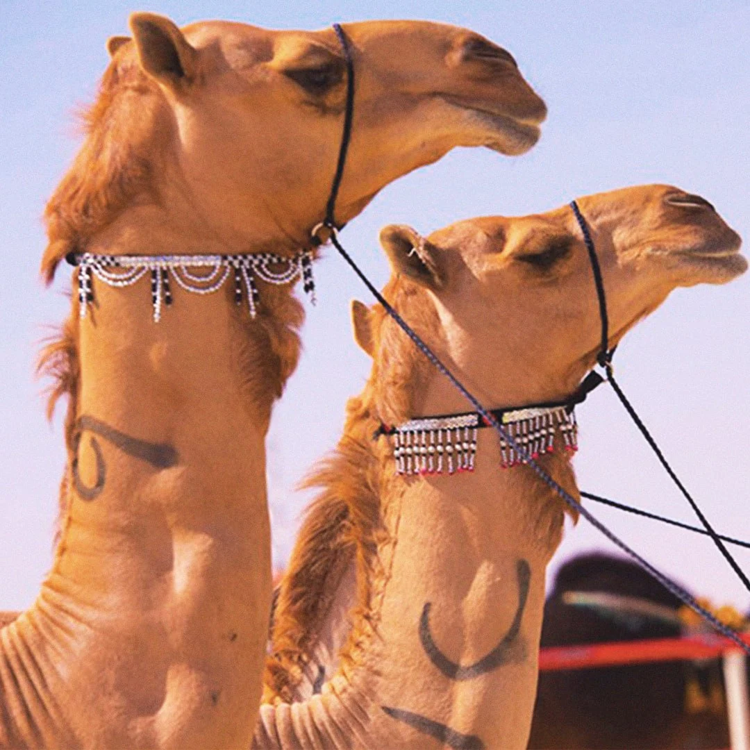 Cămile injectate cu acid hialuronic în buze și cu lifting facial, descalificate la un concurs de frumusețe