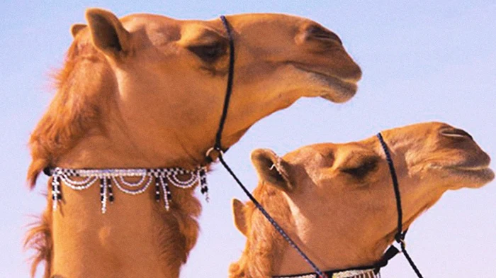 Cămilele trebuie să arate perfect la concursurile de frumusețe. Foto X