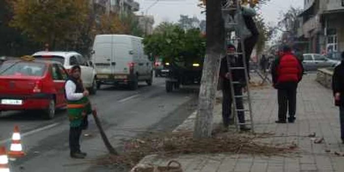 Arborii din Râmnic sunt toaletaţi