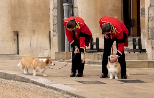 Corgi