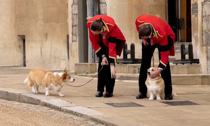 Corgi (2) jpg