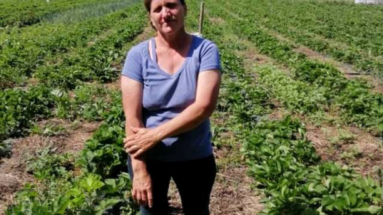 Liliana Zahariuc în faţa plantaţiei de căpşuni de la Brăieşti FOTO Cosmin Zamfirache