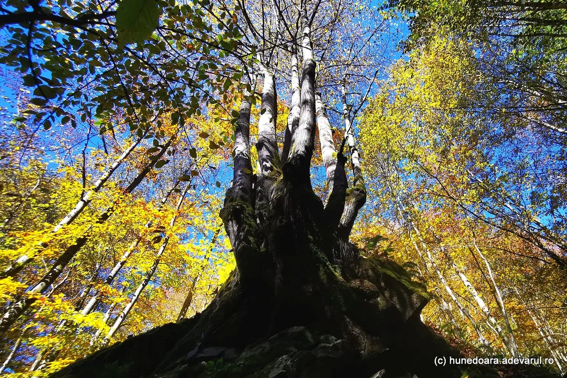 Valea rea din parc foto daniel Guta jpg