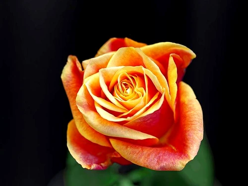 orange rose jpg jpeg