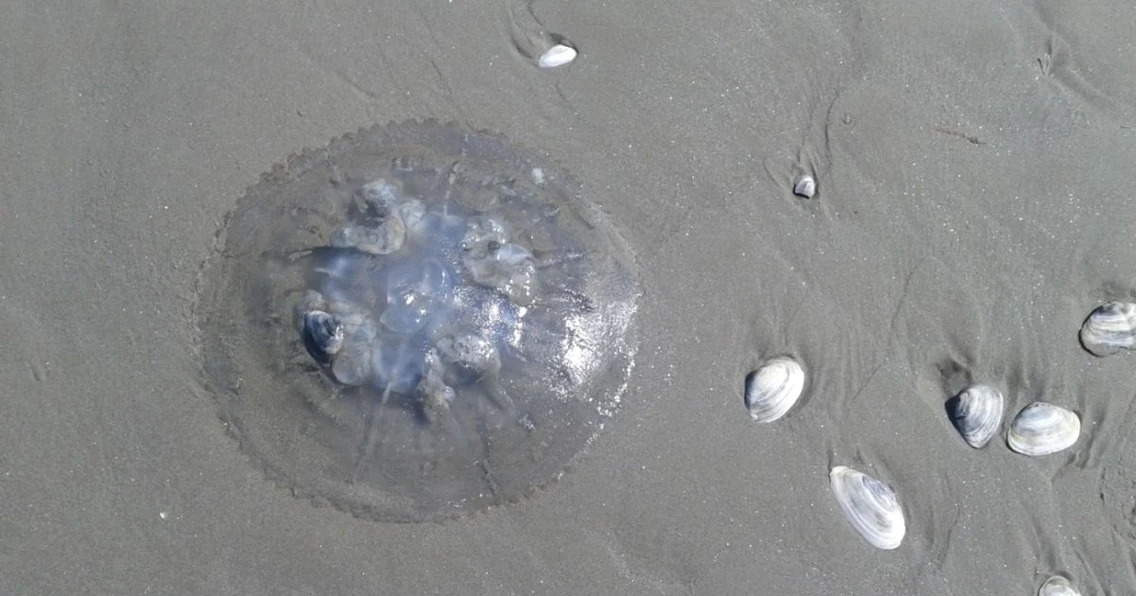 Invazie de meduze pe plaja din Mamaia la ţărmul Mării Negre Foto Sînziana Ionescu