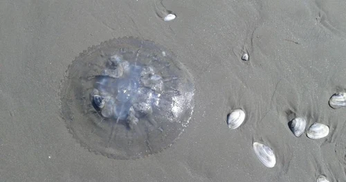 Invazie de meduze pe plaja din Mamaia la ţărmul Mării Negre Foto Sînziana Ionescu