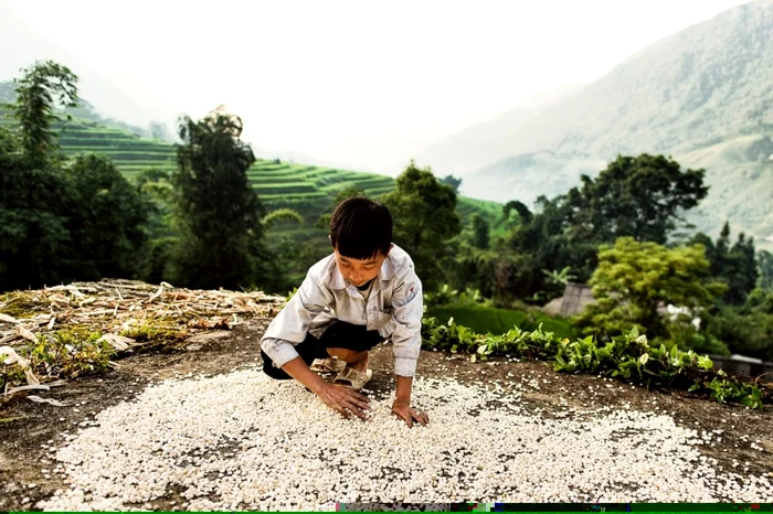 bogdan comanescu vietnam