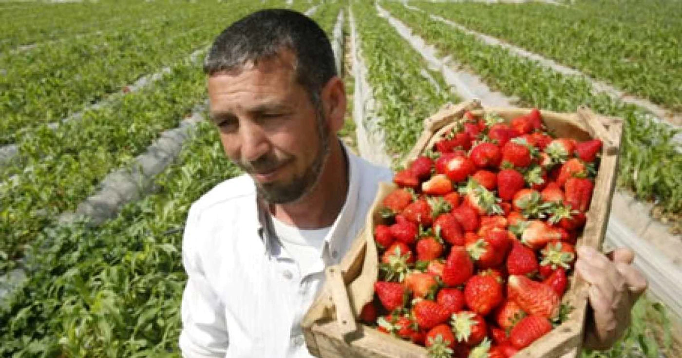 Căpşunarii pot câştiga şi 1000 euro lunar.