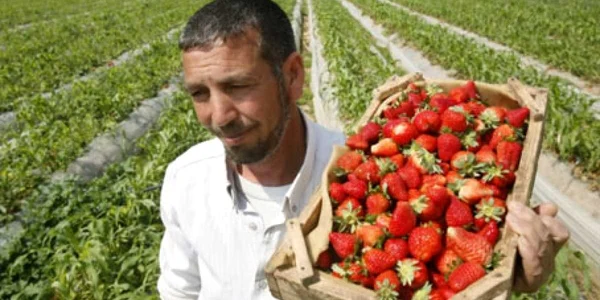 Căpşunarii pot câştiga şi 1000 euro lunar.
