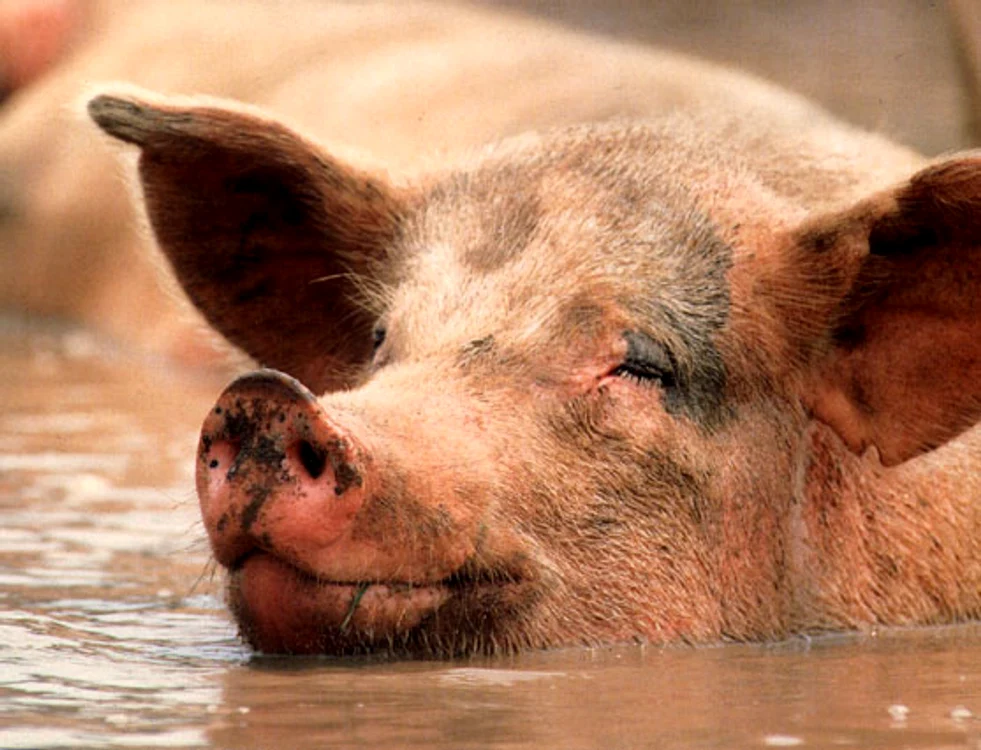 Cel mai gras porc sacrificat în Argeş a atins o jumătate de tonă (FOTO utilitarianism.com)