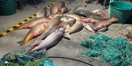 calarasi peste confiscat de la braconieri FOTO IPJ Calarasi