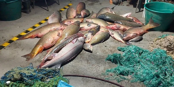 calarasi peste confiscat de la braconieri FOTO IPJ Calarasi