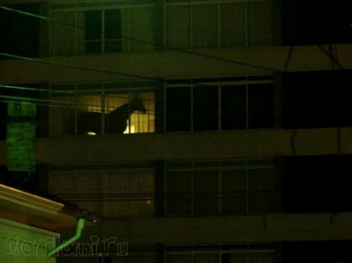 Cu căluţul în balcon (Foto: marlani.ro)