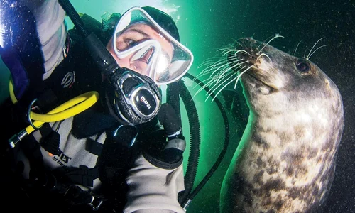 seal grooms man 11 jpeg
