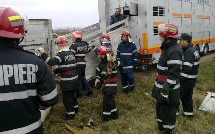 Pompierii giurgiuveni au reuşit să salveze cincizeci de animale / FOTO ISU Giurgiu