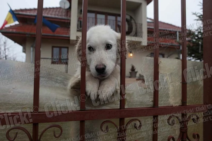 
    Max nu ştie că stăpânul său nu se va mai întoarce acasă  