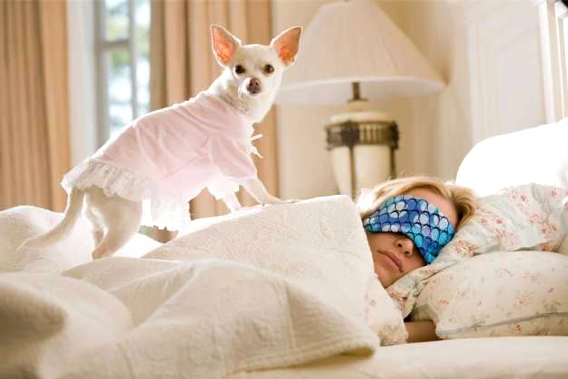 Câine de companie. FOTO Shutterstock